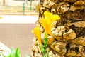 its yellow arum lily flowers at park Royalty Free Stock Photo